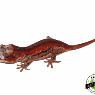 Super Red Stripe Gargoyle Gecko (#101223-I16)