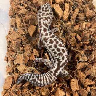 Whiteout Oreo Patternless African Fat Tail Gecko Adult