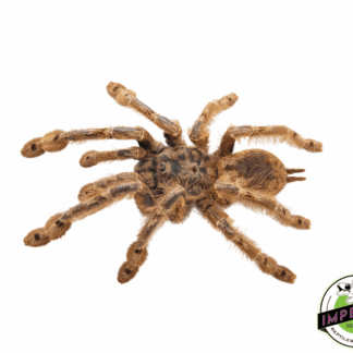 Feather Legged Baboon Tarantula (Stromatopelma calccatum)