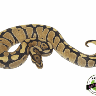 Fire Ball Python