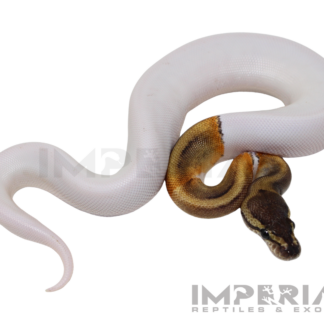 GHI Pied Ball Python