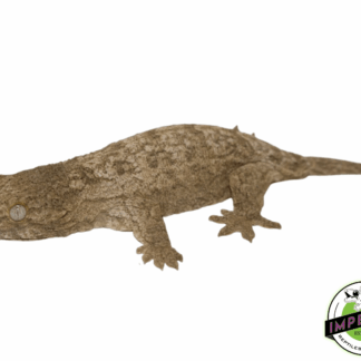 GTx Leachianus Gecko Baby