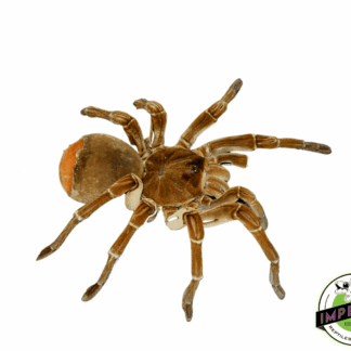 Goliath Bird-Eater Tarantula (Theraphosa stirmi 'Burgundy')