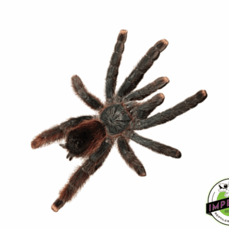 Goliath Pink Toe Tarantula (Avicularia sp. 'Braunshauseni')