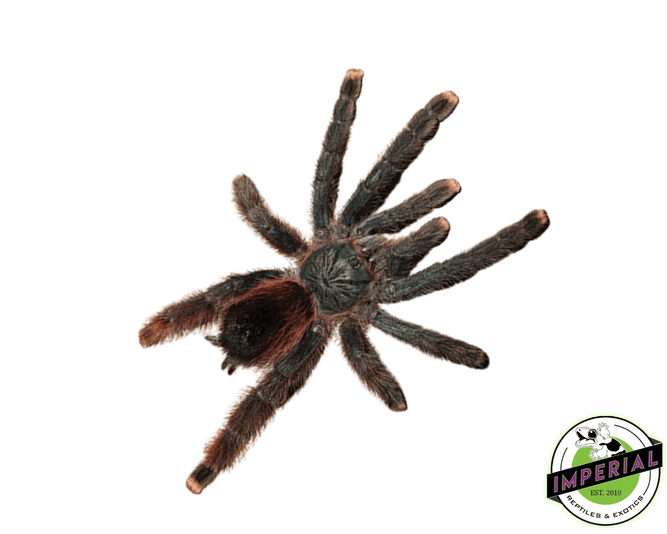 Goliath Pink Toe Tarantula (Avicularia sp. 'Braunshauseni')