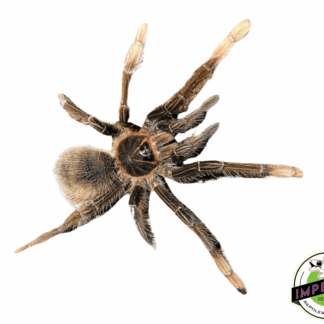 Goliath Pink-foot Tarantula (Theraphosa apophysis)
