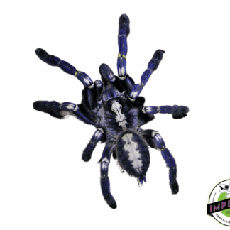Gooty Sapphire Ornamental Tarantula (Poccilotheria metallica)