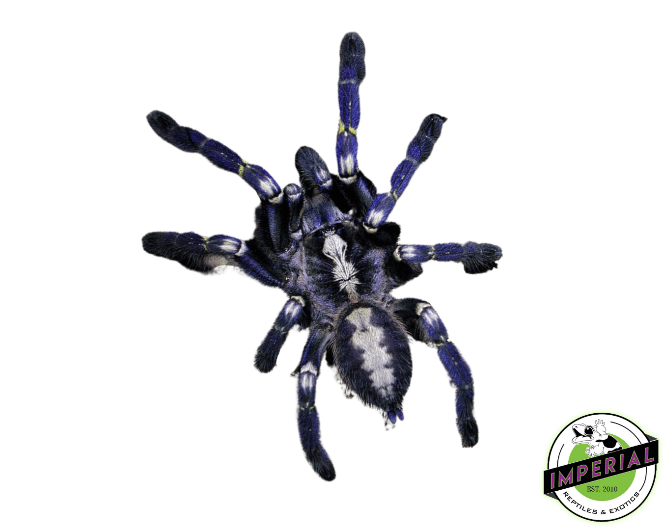 Gooty Sapphire Ornamental Tarantula (Poccilotheria metallica)