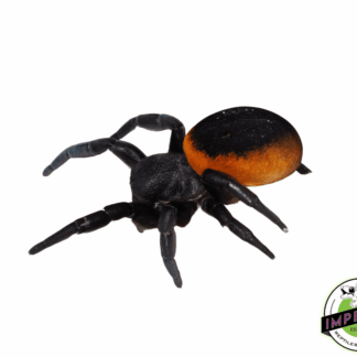 Greek Ladybird Spider (Eresus Walckenaeri)