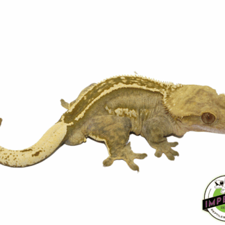 Green Pinstripe Crested Gecko Adult Male (#101223-I22)