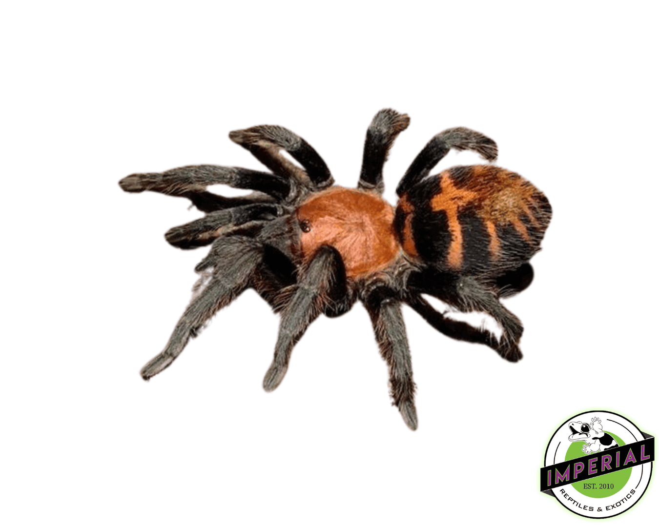 Guatemalan Tiger-Rump Tarantula (Davus pentaloris) - Image 3