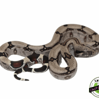 Guyana Red Tail Boa Baby