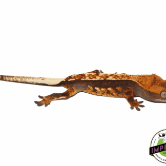 Halloween Flame Crested Gecko pos. Female (#101223-I8)