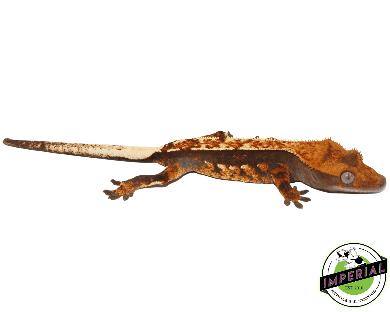Halloween Flame Crested Gecko pos. Female (#101223-I8)