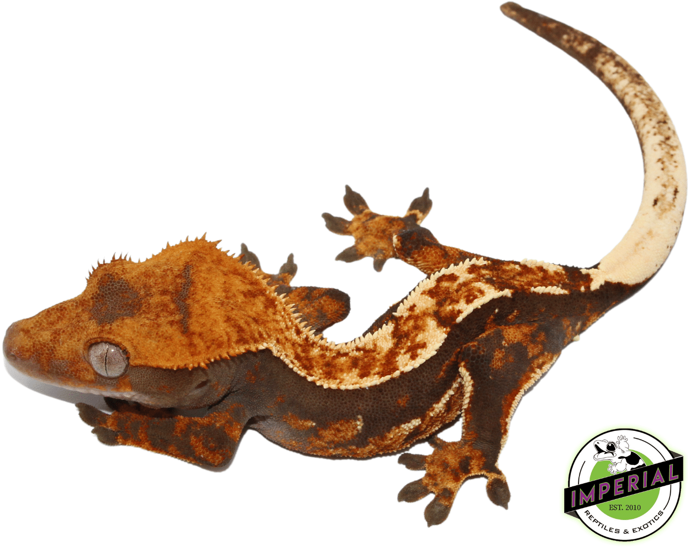 Halloween Flame Crested Gecko pos. Female (#101223-I8) - Image 2