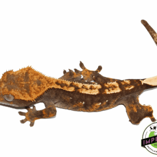 Halloween Harlequin w/ Portholes Crested Gecko Young Adult Female (#101223-I3)