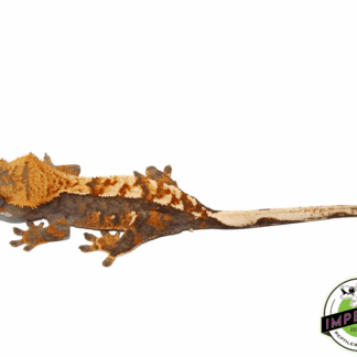 Harlequin Flame Crested Gecko (#101223-I4)