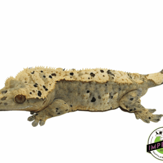 Harlequin Ink Blotch Super Dalmatian Crested Gecko Adult Male (#101223-I23)