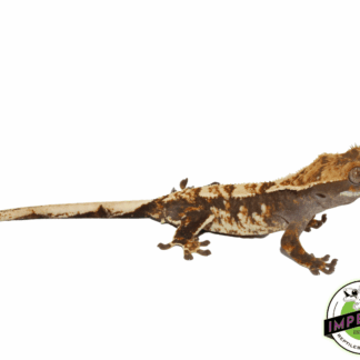 Harlequin Tri-Color Female Crested Gecko (#101223-I2)