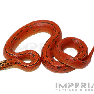 Hi-Red Hypo Ultra Mosaic Florida Kingsnake Baby
