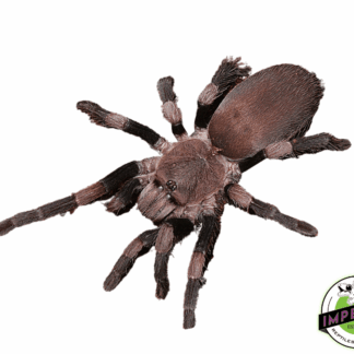 Himalayan Zebra-leg Earth Tiger Tarantula (Haplocosmia himalayana)