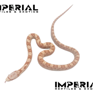 Hypo Black Rat Snake