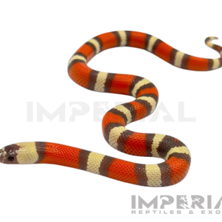 Hypo Pueblan Milk Snake Baby