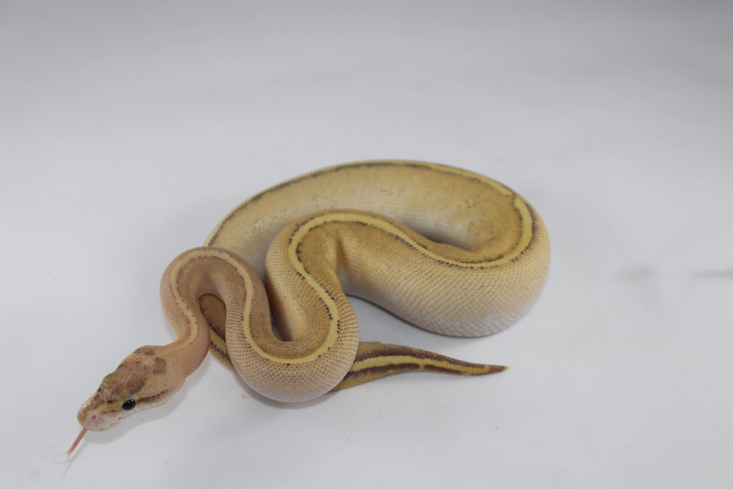 Puma Ball Python Baby - Image 3