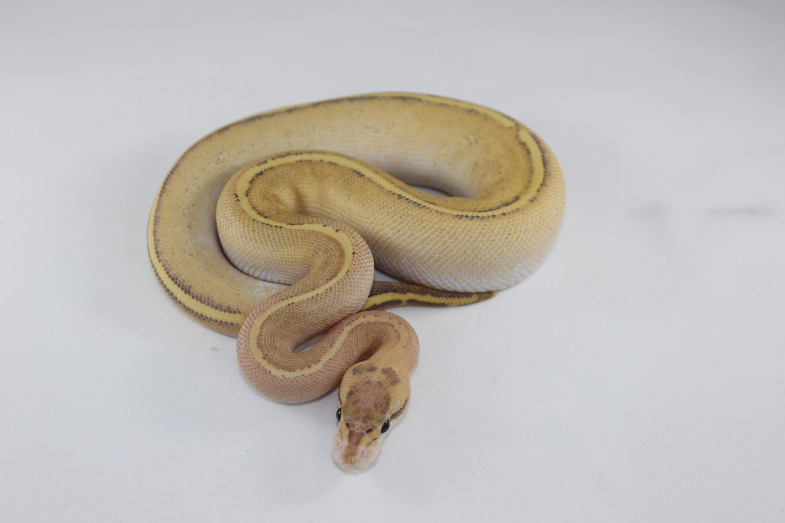 Puma Ball Python Baby - Image 2