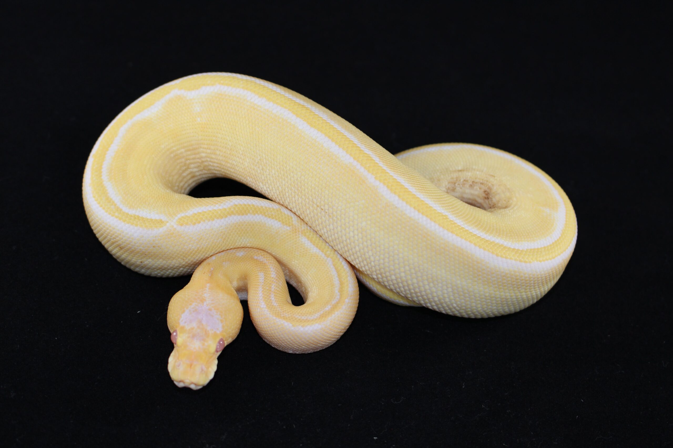 Albino Champagne Ball Python - Image 3