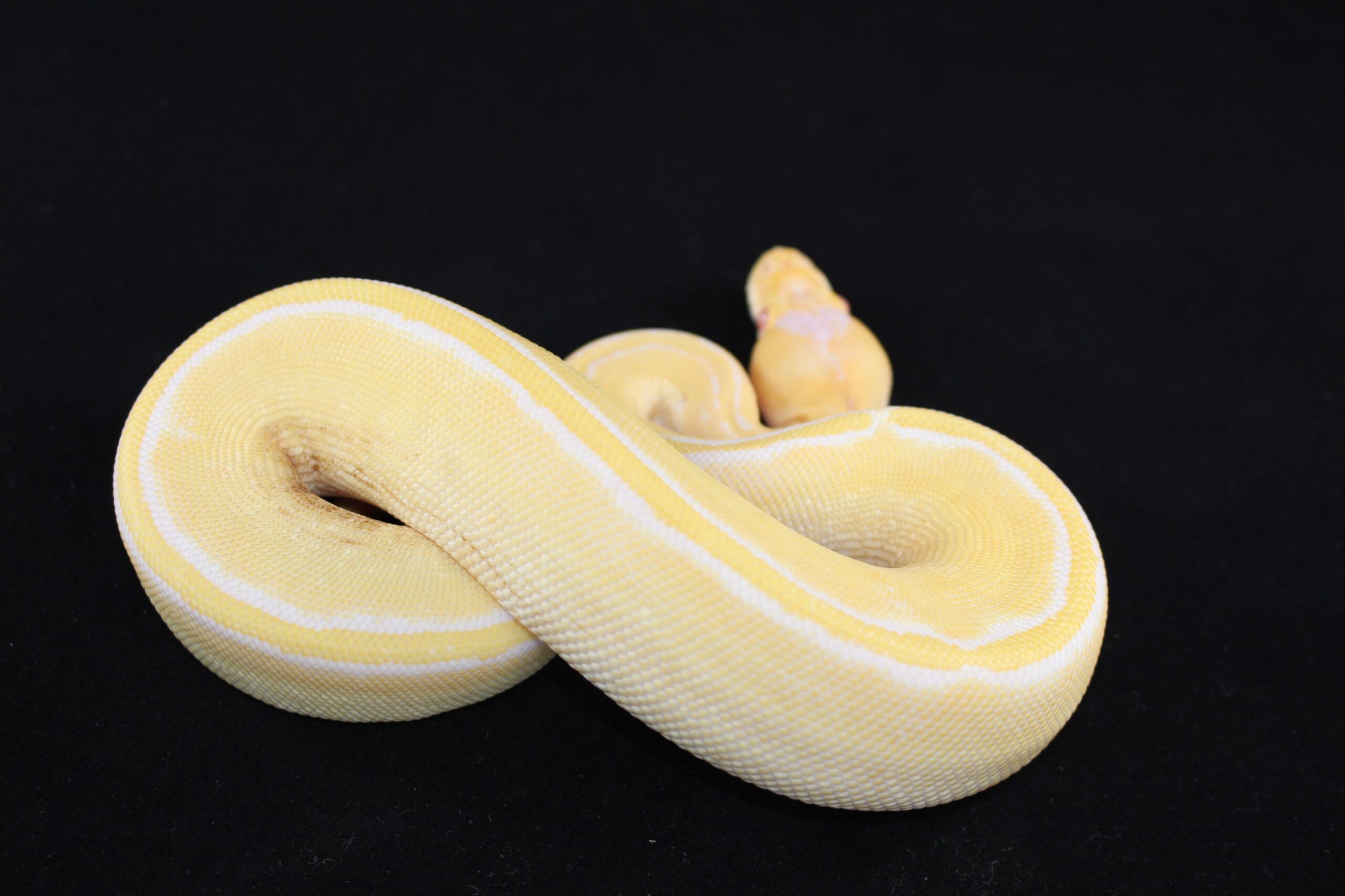 Albino Champagne Ball Python - Image 2