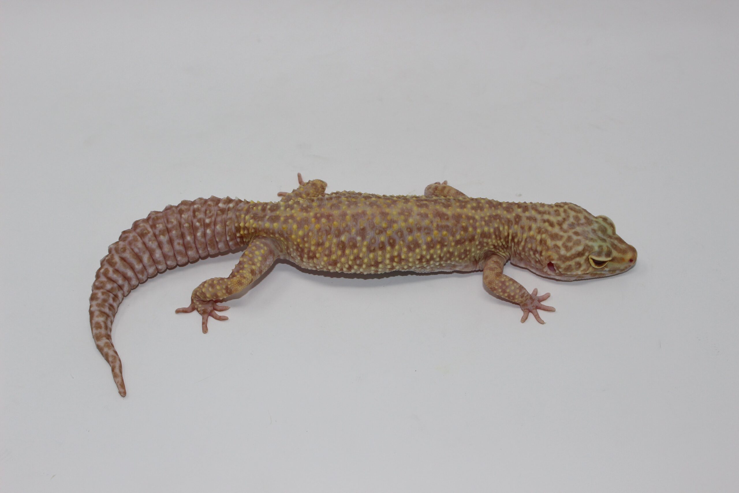 Aptor Leopard Gecko Adult - Image 2