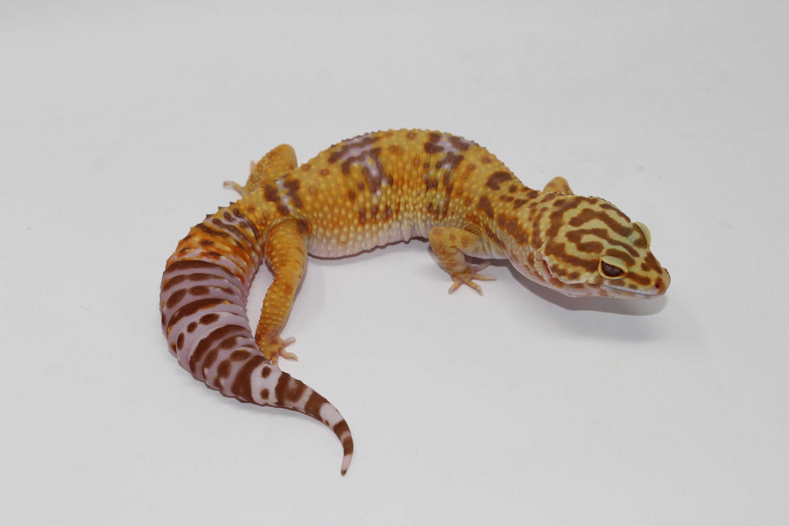 Tremper Albino Giant Leopard Gecko Young Adult Female - Image 3