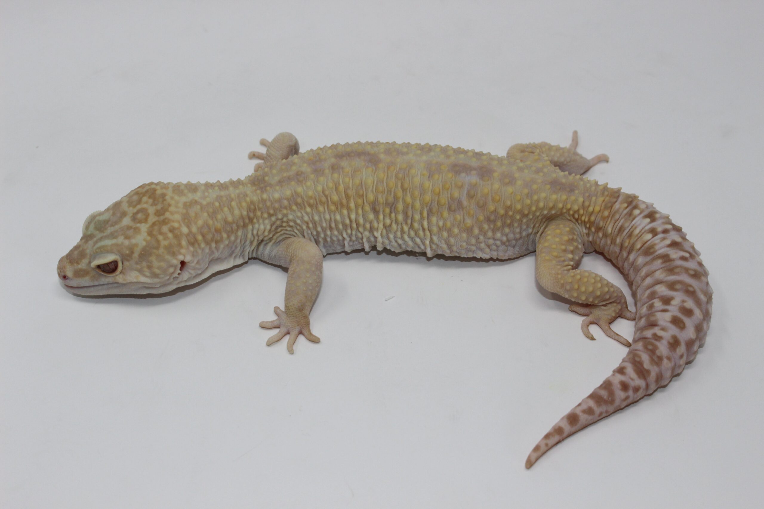 Aptor Leopard Gecko Adult - Image 3