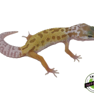 Leucistic/Patternless Leopard Gecko Baby