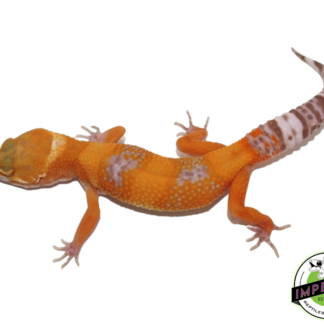 Tangerine Bell Albino Adult Leopard Gecko