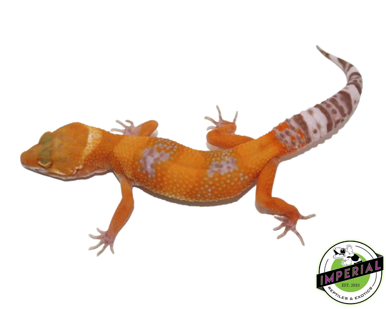 Tangerine Bell Albino Adult Leopard Gecko