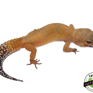 OG x Blood Tang Leopard Gecko Adult
