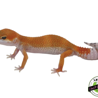 OG Tang x Pacific Green Leopard Gecko Sub Adult