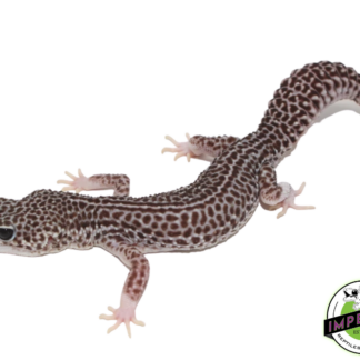 Super Snow Leopard Gecko Adult