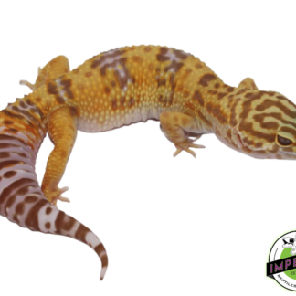 Tremper Albino Giant Leopard Gecko Young Adult  Female