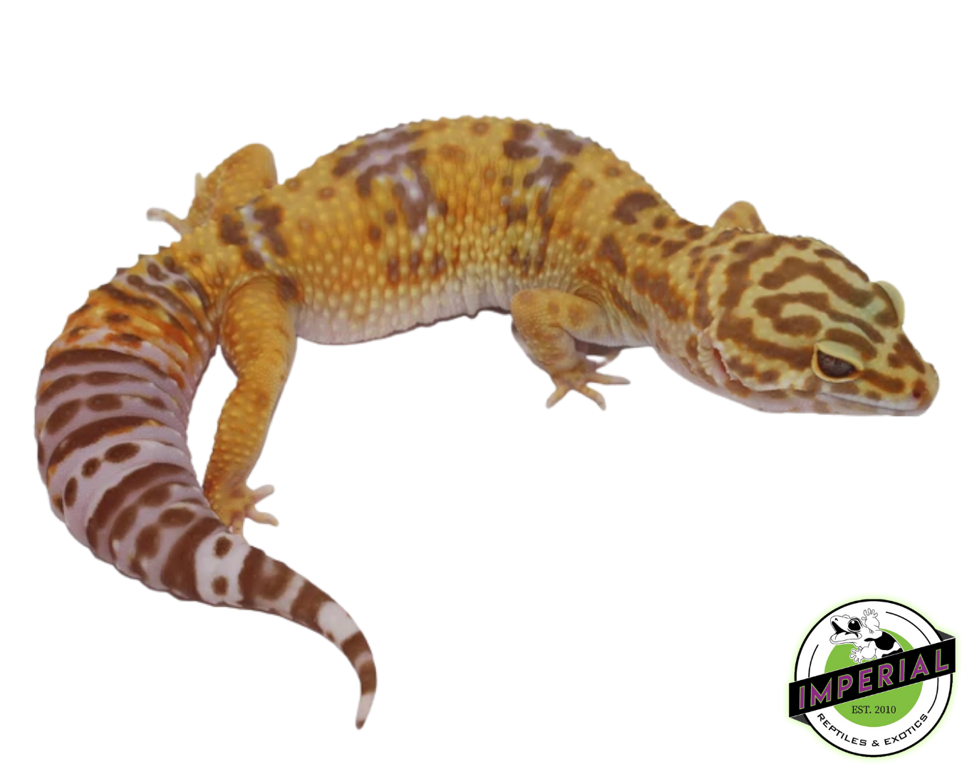 Tremper Albino Giant Leopard Gecko Young Adult Female