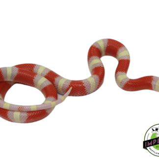 Albino Nelson's Milk Snake Baby