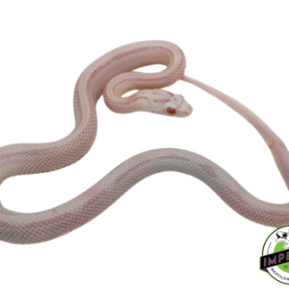 Snowsicle Cornsnake Baby