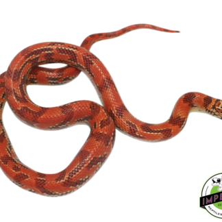 Hi-Red Brooks Kingsnake