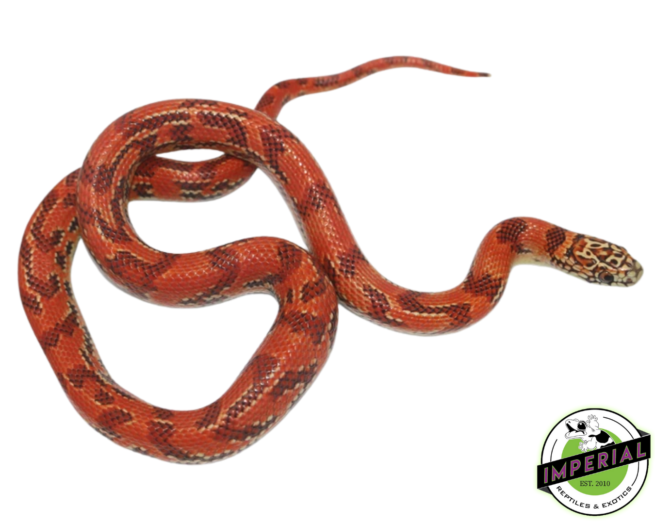 Hi-Red Brooks Kingsnake