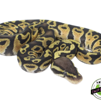 Pastel Ball Python