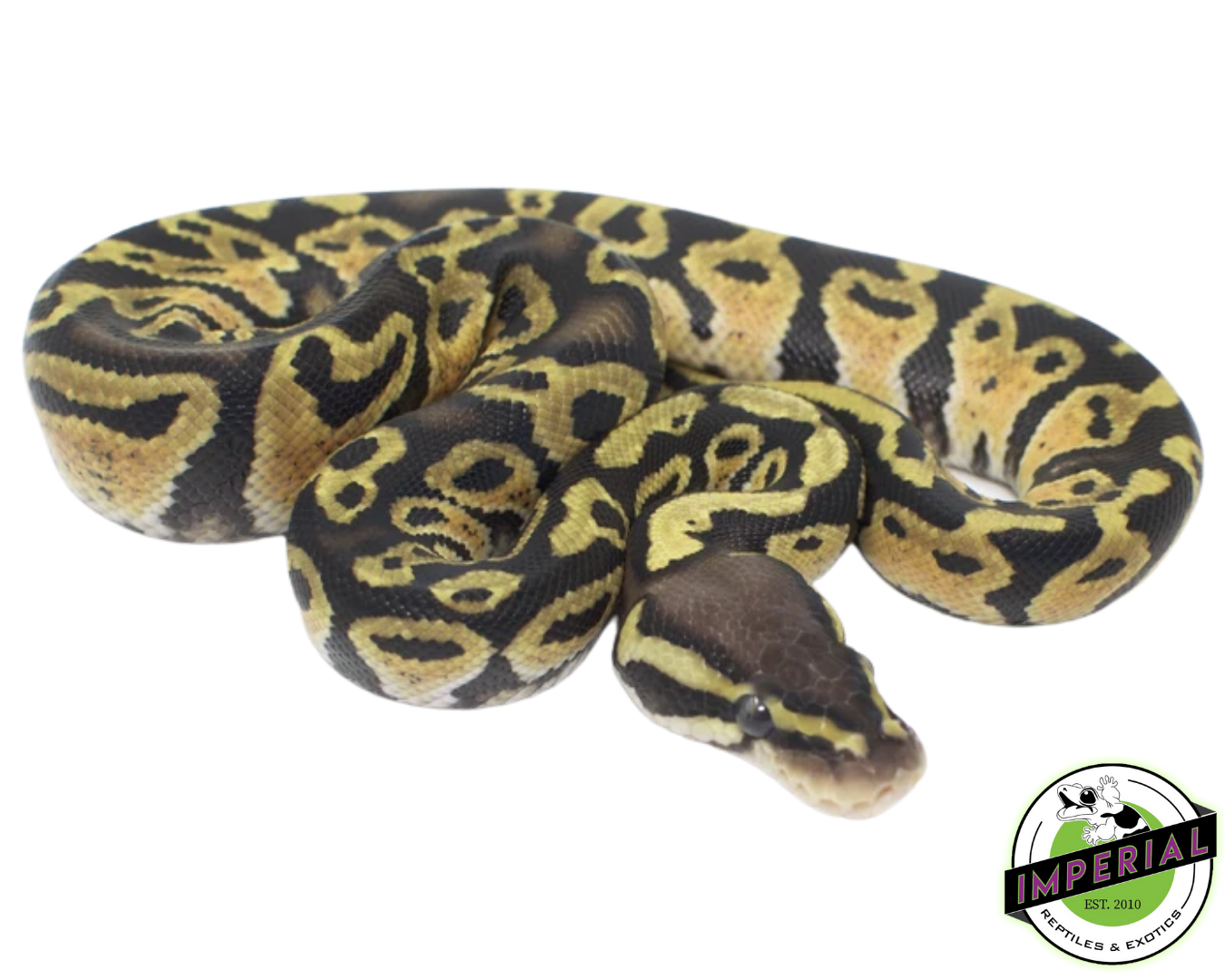 Pastel Ball Python