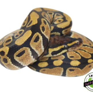 Het Clown Ball Python