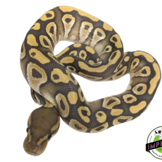 Mojave Ghost Ball Python
